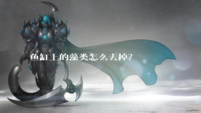 鱼缸上的藻类怎么去掉？
